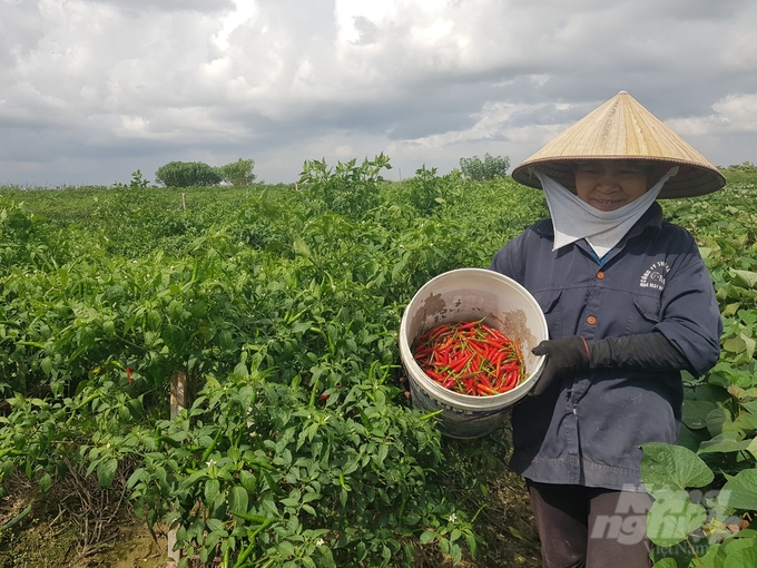 Mô hình trình diễn sản xuất ớt cay Hafam 6 tại xã Quỳnh Hội (huyện Quỳnh Phụ, Thái Bình). Ảnh: Hải Tiến.