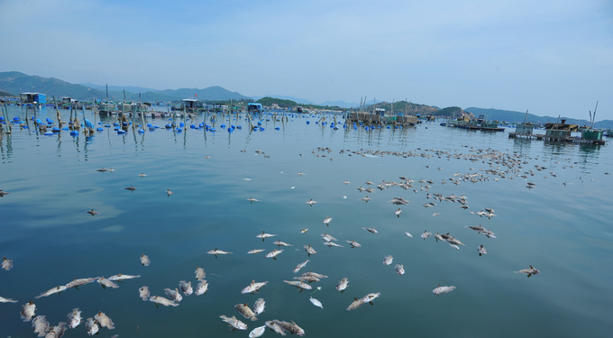 Vừa qua, tôm hùm, cá biển ở vùng nuôi Cù Mông (xã Xuân Thịnh, thị xã Sông Cầu) bị chết hàng loạt. Ảnh: AN.