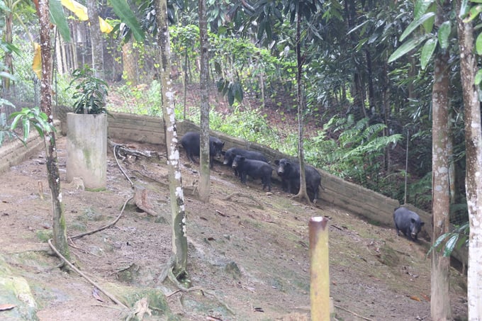 Giống lợn đen đặc sản được nhiều nông hộ ở Yên Bái đưa vào chăn nuôi quy mô hàng hóa. Ảnh: Thanh Tiến.