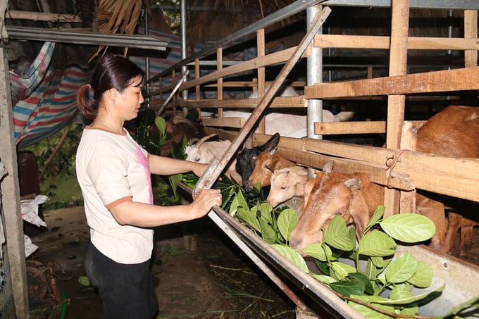 Hàng nghìn hộ dân ở Yên Bái đã thành công với các mô hình nuôi vật nuôi đặc sản mang lại thu nhập cao. Ảnh: Thanh Tiến.