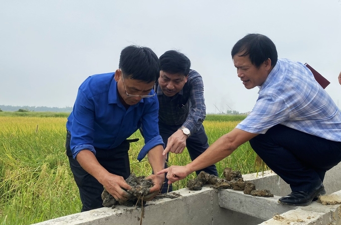 Kiểm tra nguồn rươi trên những ruộng lúa hữu cơ tại HTX nông nghiệp Thống Nhất. Ảnh: Nguyễn Hoàn.