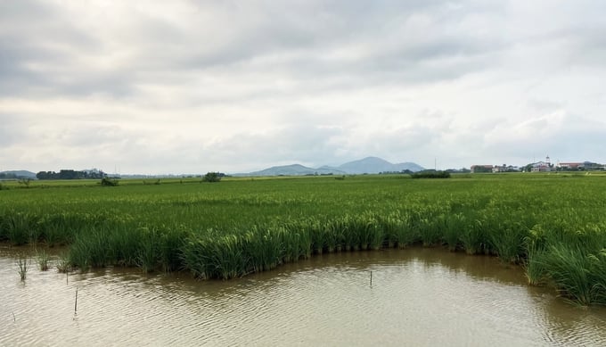 Hệ sinh thái trên cánh đồng sản xuất lúa kết hợp nuôi rươi theo hướng hữu cơ tại thôn Đậu Giang, xã Kỳ Khang (huyện Kỳ Anh, tỉnh Hà Tĩnh) đang dần được phục hồi. Ảnh: Nguyễn Hoàn.