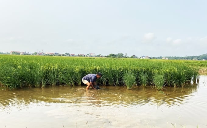 Ông Nguyễn Văn Huấn kiểm tra mật độ của rươi trên ruộng lúa hữu cơ. Ảnh: Nguyễn Hoàn.