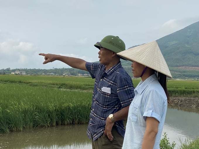 Hà Tĩnh tiếp tục mở rộng 57ha diện tích sản xuất lúa hữu cơ trên vùng khai thác rươi giai đoạn 2024 - 2030. Ảnh: Nguyễn Hoàn.