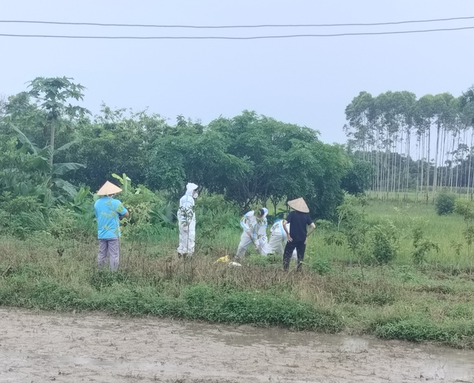 Cán bộ thú y TP. Móng Cái đang tiến hành chôn, tiêu hủy lợn mắc bệnh dịch tả lợn Châu Phi. Ảnh: Cường Vũ.