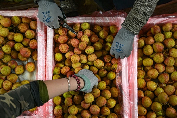 Vải là một trong 7 loại hoa quả tươi của Việt Nam được cấp quyền xuất khẩu sang Hoa Kỳ. Ảnh: Tùng Đinh.