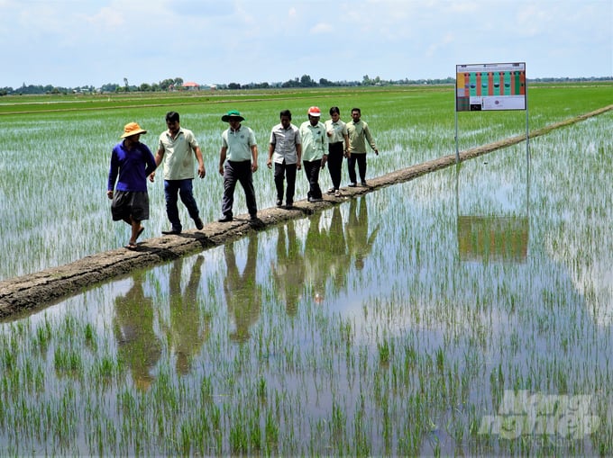 Quá trình sản xuất lúa giảm phát thải luôn có cán bộ Tổ Khuyến nông cộng đồng đồng hành, hỗ trợ kỹ thuật cho nông dân. Ảnh: Trung Chánh.