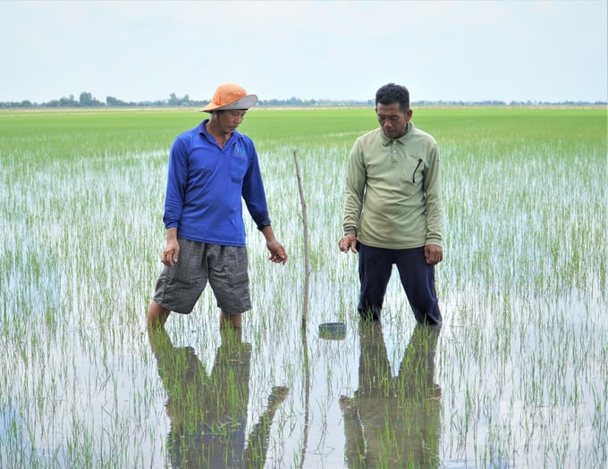 Quanh ruộng có nhiều ống đo, cảm biến mực nước để nông dân chủ động quản lý nước tưới cho lúa theo quy trình tưới ướt - khô xen kẽ, giúp giảm phát thải. Ảnh: Trung Chánh.