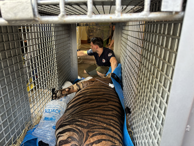 The tiger is placed in a specialized transport cage. Photo: FOUR PAWS.