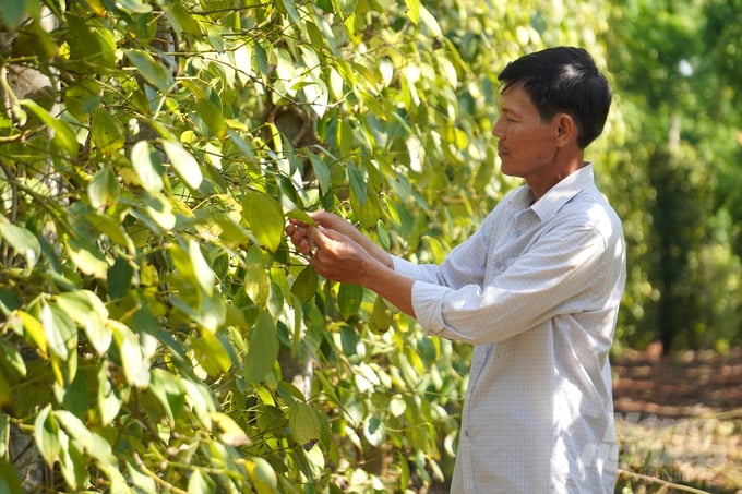 Mr Lam Van Tam (a member of the Bau May Agricultural - Trade - Service Cooperative) checks for pests on pepper plants. Photo: Nguyen Thuy.