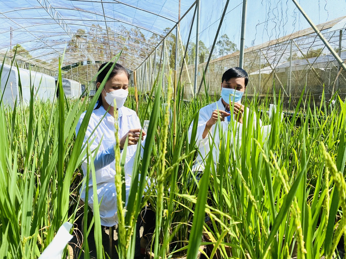 Rice variety research at the Mekong Delta Rice Research Institute. Photo: Le Hoang Vu.