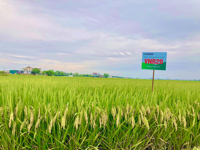 The VNR20 rice variety developed by Vinaseed.