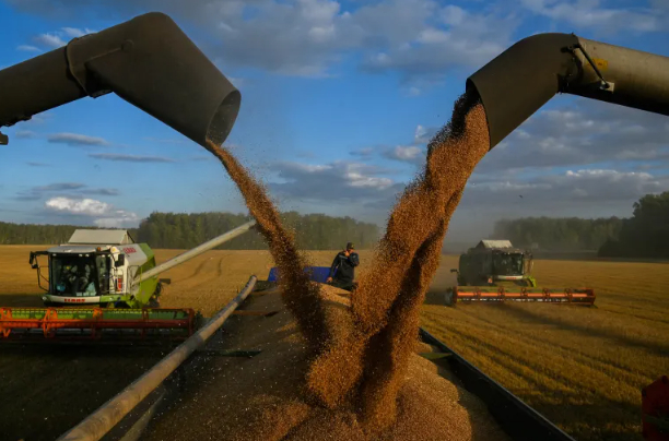 Combines load wheat into a truck during the harvest in the Cherlaksky district of Russia's Omsk region. 