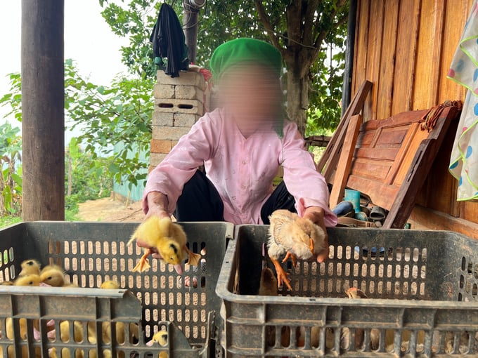 Bà Nông Thị L. mua 15 con gà giống K9 và 15 con vịt pha ngan. Tuy nhiên, chỉ sau 15 ngày, những con gà, vịt trên đã bị chết. Ảnh: H.K.
