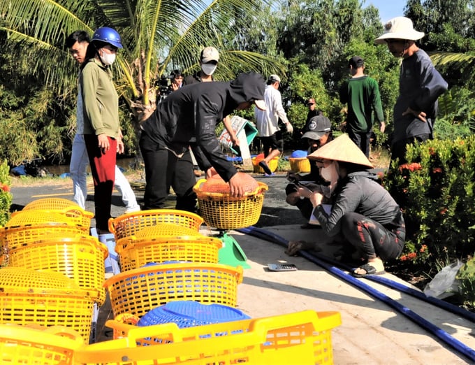 Nông dân các huyện vùng U Minh Thượng vào vụ thu hoạch tôm, cua biển nuôi, sản lượng tăng mạnh. Ảnh: Trung Chánh.