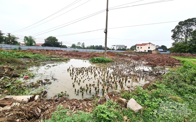 Chủ đầu tư dự án khu dân cư Thành Đồng đóng cọc tre vào những khu vực lầy lội phục vụ dự án. Ảnh: Đào Thanh.