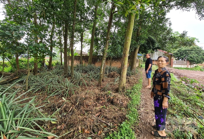 11 năm nay, bà Đặng Thị Cán phải đi trên con đường đất dẫn vào nhà ngày nắng thì bụi bặm, ngày mưa thì lầy lội. Ảnh: Đào Thanh.