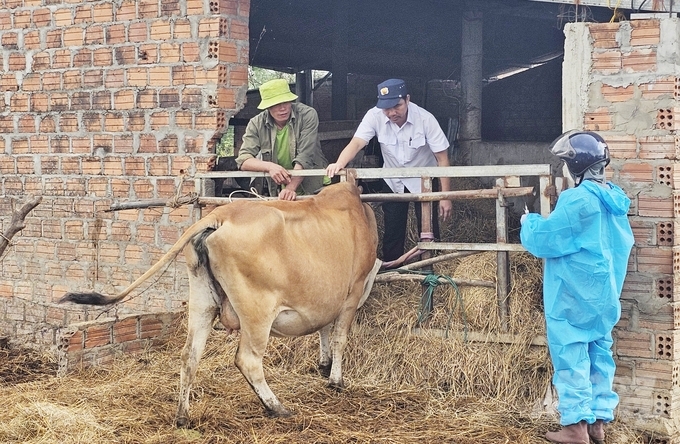 Người chăn nuôi tại các địa phương ở huyện Bố Trạch chủ động trong việc tiêm phòng vacxin cho đàn trâu bò theo định kỳ. Ảnh: T. Phùng.