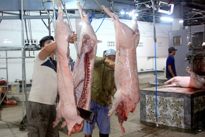 A centralized slaughterhouse in Quy Nhon city, Binh Dinh province. Photo: V.D.T.