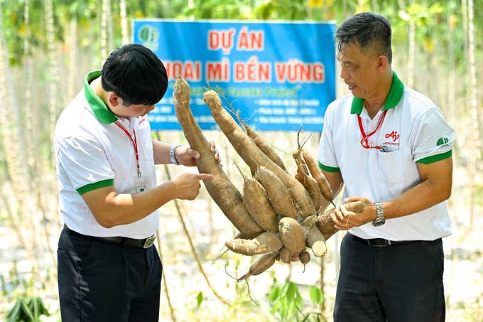 Nhân viên phòng phát triển nông nghiệp Ajinomoto Việt Nam kiểm tra khoai mì giống mới thuộc Dự án khoai mì bền vững.