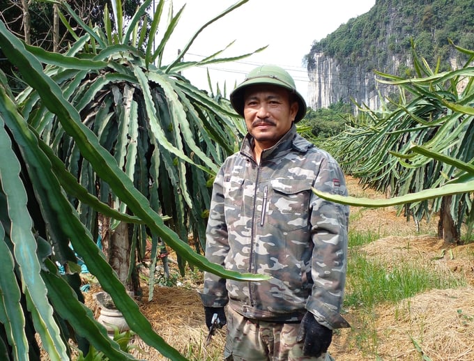 Để cây thanh long 'bén duyên' được trên đồi cằn xứ Mường, ông Phú đã phải dày công học hỏi kỹ thuật. Ảnh: Trần Toản.