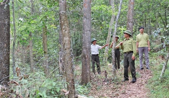 According to Decision No. 379, the forest coverage rate of Lang Son in 2023 reached 64%, ranking among the top in the country.