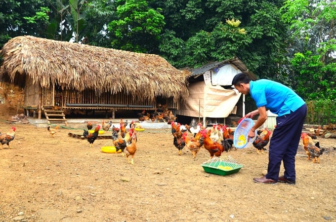 Huyện Tân Sơn hiện có khoảng 25.000 - 30.000 con gà nhiều cựa các loại. Ảnh: HA.