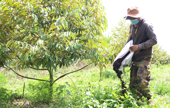 Gần 10.000 cây sầu riêng của Công ty Cổ phần nông nghiệp CNC Hoàng Mỹ Tây Nguyên được trồng theo hướng hữu cơ. Ảnh: Quang Yên.