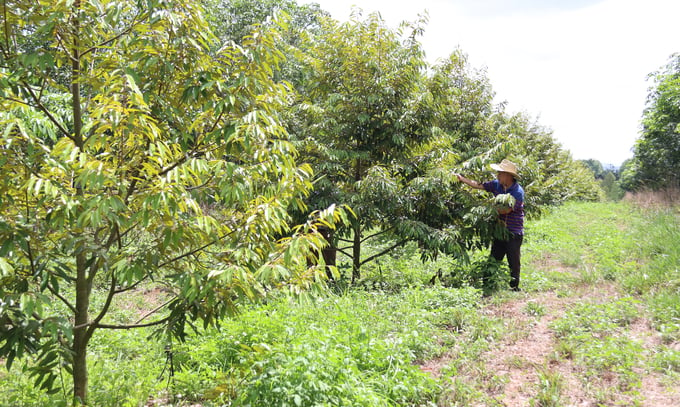 Công ty Cổ phần nông nghiệp CNC Hoàng Mỹ Tây Nguyên gắn mã QR cho gần 10.000 cây sầu riêng tại Đắk Lắk. Ảnh: Quang Yên.