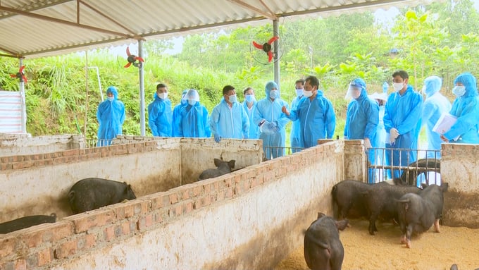 Mô hình nuôi lợn đen bản địa bằng thức ăn có thành phần tự nhiên bổ sung thêm chè tại xã Thịnh Đức, TP. Thái Nguyên (Thái Nguyên). Ảnh: Quang Linh.