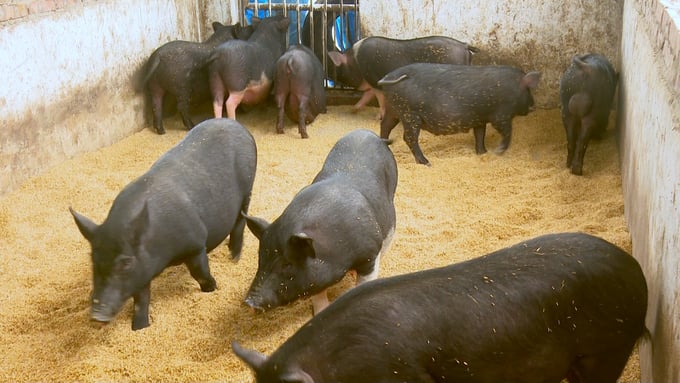 Đàn lợn phát triển tốt, khỏe mạnh nhờ thức ăn bổ sung bột chè xanh. Ảnh: Quang Linh.