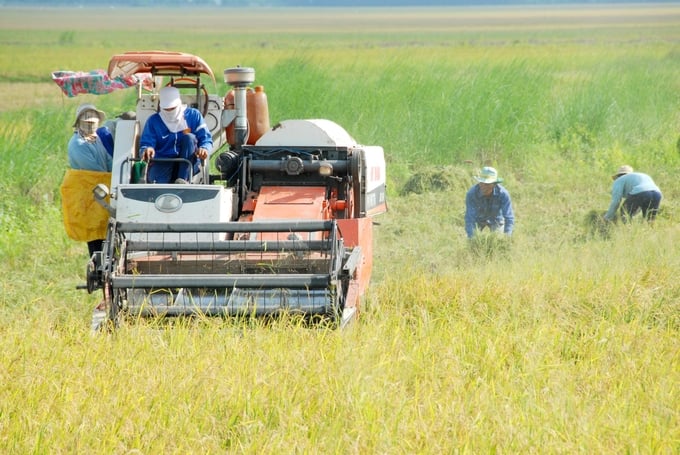 Farmers should be compensated by carbon markets for their results in reducing methane emissions, irrespective of rice price changes in the market. 