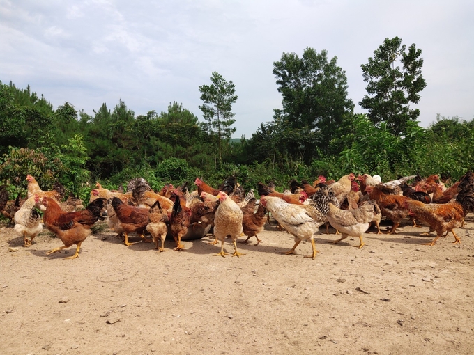 Huyện Tiên Yên xây dựng vùng an toàn dịch bệnh gia cầm để phát triển chăn nuôi bền vững. Ảnh: Nguyễn Thành.