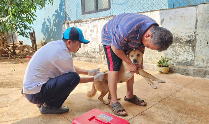 Hiện nay Đắk Lắk vẫn chưa hoàn thành hồ sơ đấu thầu mua vacxin phòng dại. Ảnh: Quang Yên.