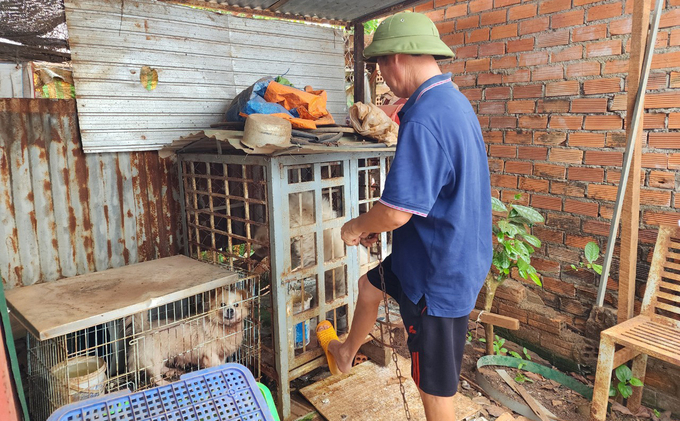 Đắk Lắk hiện mới tiêm phòng được 1/4 tổng đàn chó mèo trên địa bàn. Ảnh: Quang Yên.