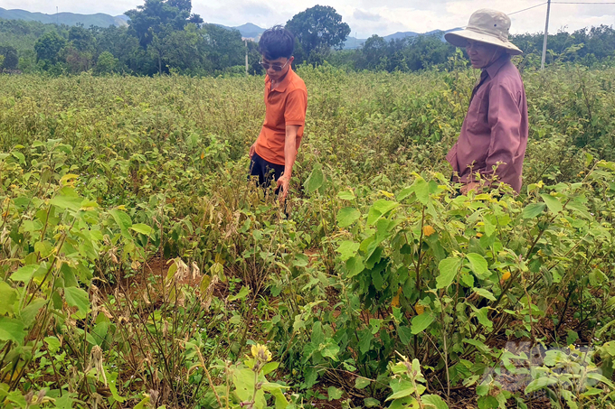 Cây an xoa đến kỳ thu hoạch nhưng doanh nghiệp chưa thu mua khiến người dân đứng ngồi không yên. Ảnh: Võ Dũng.