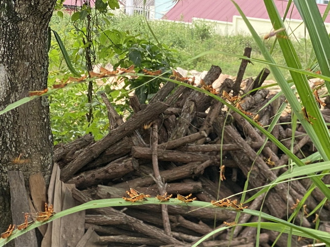 Dự báo từ tháng 6 đến tháng 9 là thời điểm có nguy cơ cao bùng phát dịch châu chấu. Ảnh: NT. 