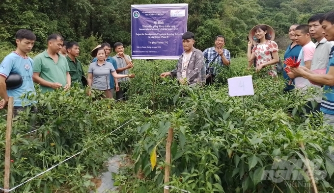 Farmers in Van Thuy Commune visited and evaluated the Hafam 6 chilli planting model. Photo: Hai Tien.