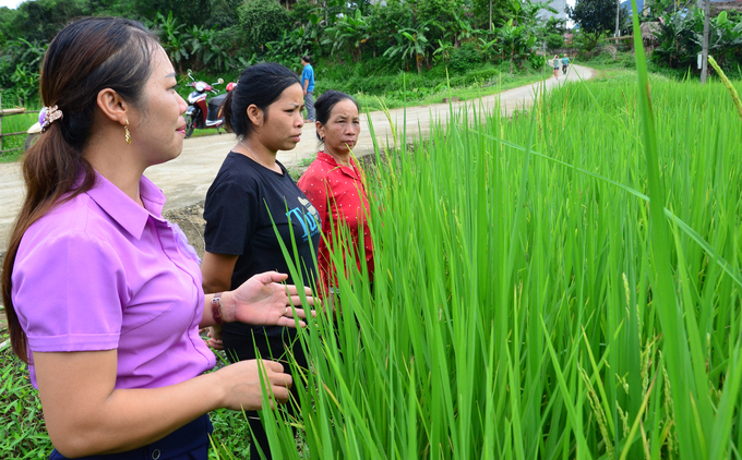 A field planted with fake rice variety VST 899 cannot bloom in Tan Son commune, Tan Son district, Phu Tho province. Photo: Duong Dinh Tuong.