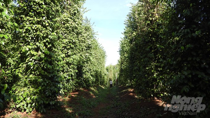 Everyone admires the lush pepper garden of Mr. Nguyen Van Luan (Dac O commune, Bu Gia Map district, Binh Phuoc). Photo: Tran Trung.