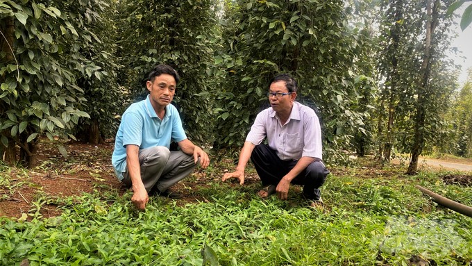 Mr. Nguyen Van Luan (right) shares secrets to organic farming with cooperative members. Photo: Tran Trung.