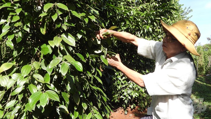 To have today's organic pepper garden, Mr. Luan spent over 8 years of persistent pursuit. Photo: Tran Trung.