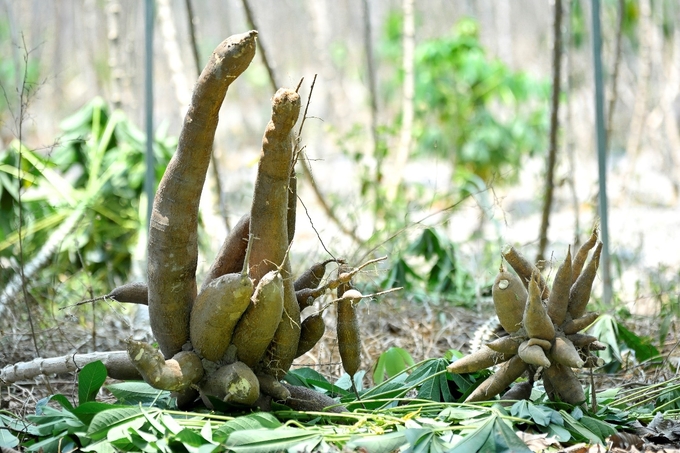 Comparing cassava after project development (left) and before (right) shows that cassava from the new variety HN1 is many times larger in size.