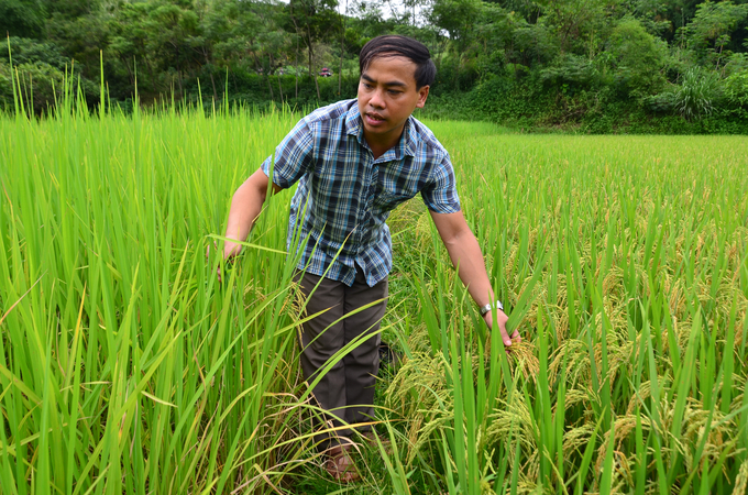 Bên trái là ruộng lúa VST 899 không ra bông ở huyện Tân Sơn, tỉnh Phú Thọ. Ảnh: Dương Đình Tường.