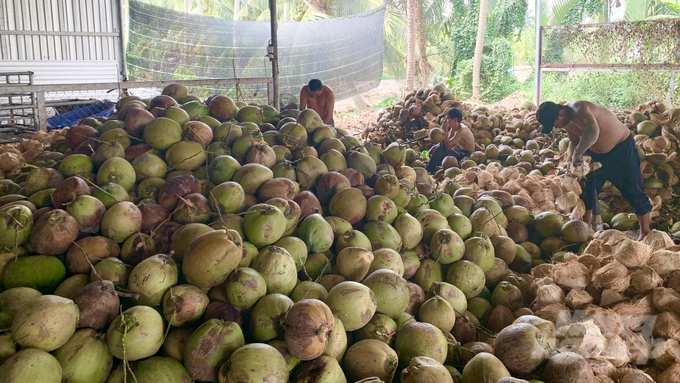Công nhân của một HTX chuyên thu mua dừa khô xuất khẩu tại Trà Vinh. Ảnh: Hồ Thảo.