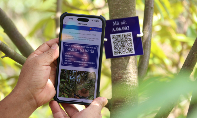 Each durian tree is tagged with a QR code that contains all production information. Photo: Quang Yen.