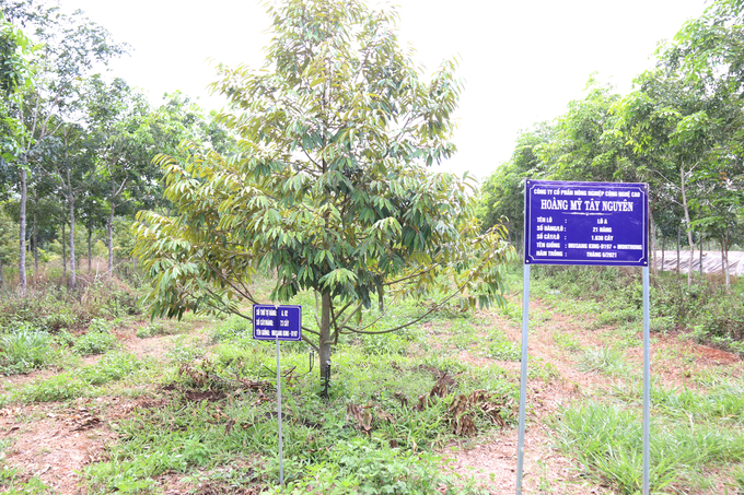 In addition to digitizing the production process, Hoang My Tay Nguyen High-Tech Agriculture Company is currently implementing the construction of an electronic durian trading platform. Photo: Quang Yen.