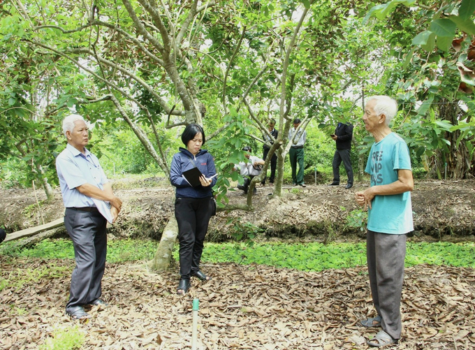 Đoàn khảo sát của huyện Long Hồ đang tìm hiểu nguyên nhân nhiều vườn cây bị cháy lá. Ảnh: TL.