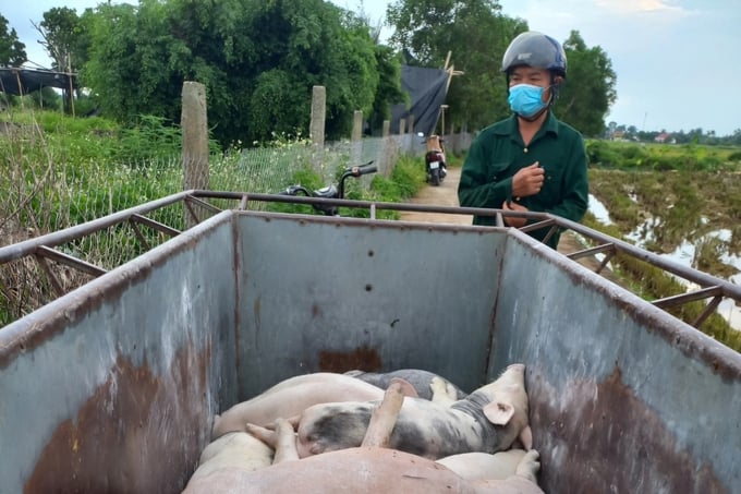Đã có hơn 60 con lợn tại xã Ngũ Đoan bị chết do dịch tả lợn Châu Phi. Ảnh: Đinh Mười.
