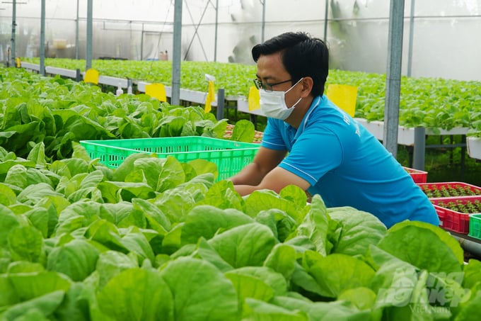 Mô hình trồng rau thủy canh của HTX Nông nghiệp Tuấn Ngọc (TP.HCM) được nhiều người dân các tỉnh thành lựa chọn để cung cấp các sản phẩm rau ăn lá cho người dân. Ảnh: Nguyễn Thủy.